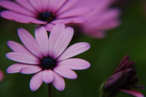 lavendar daisy